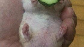 老王吃瓜视频,揭秘娱乐圈幕后故事