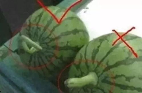 西瓜视频一瓜二吃二瓜,西瓜视频的创意美食挑战