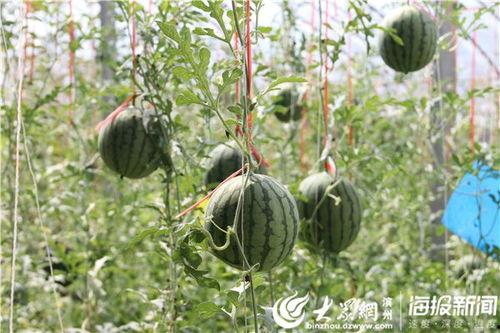 棉湖公园吃瓜事件视频曝光,视频曝光引发社会热议