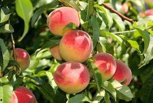 桃树下吃瓜的兔子视频大全,兔子欢乐吃瓜瞬间大盘点