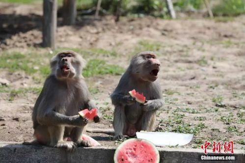 吃瓜动物视频,揭秘吃瓜动物的趣味瞬间