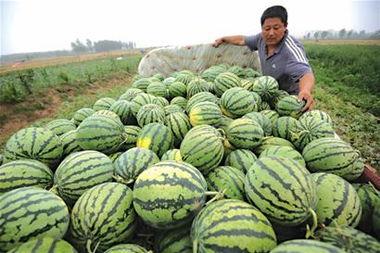 卖吃瓜视频项目怎么做,项目运营策略全解析