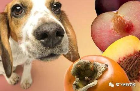 方瓜可以喂狗吃吗视频,揭秘狗狗饮食新选择