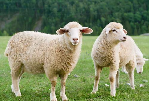 羊可以吃角瓜吗图片视频,揭秘羊可以吃角瓜的奥秘