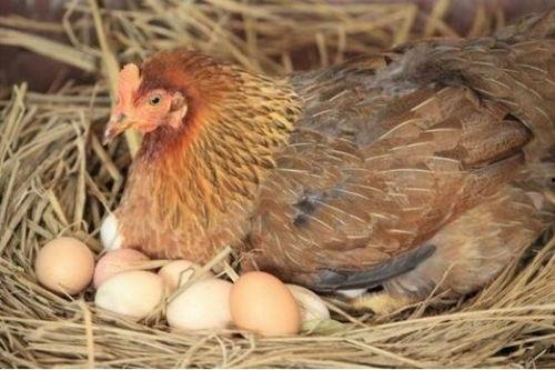 母鸡吃瓜下蛋吗视频大全,揭秘神奇现象背后的科学奥秘