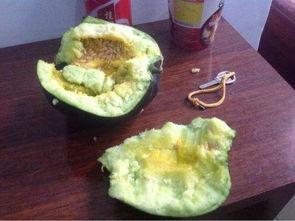 吃瓜吃籽新闻视频,新闻视频中的瓜籽真相